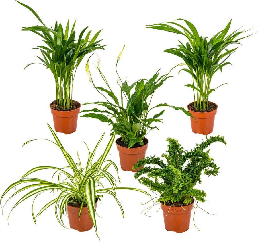 Bloomique 5x Luchtzuiverende Mix –Dracaena-Dypsis-Chamaedorea-Chlorophytum-Asplenium –⌀12 cm 20-45 cm