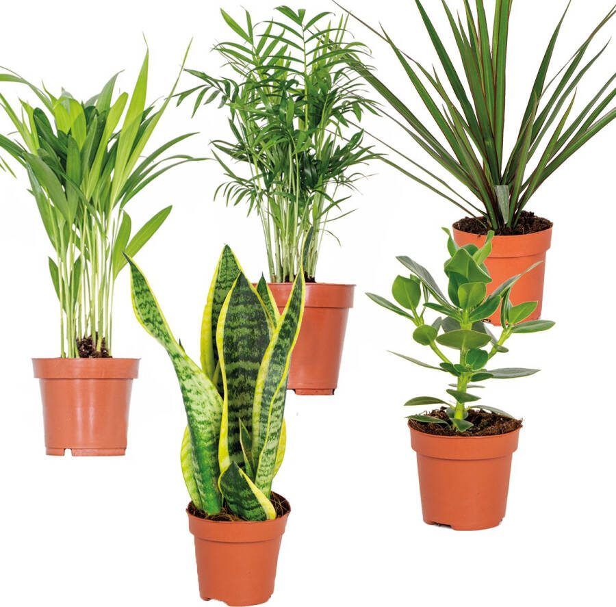Bloomique 5x Onderhoudsvriendelijke Mix – Chamaedorea-Sansevieria-Clusia-Dypsis-Dracaena – ⌀12 cm 20-45 cm