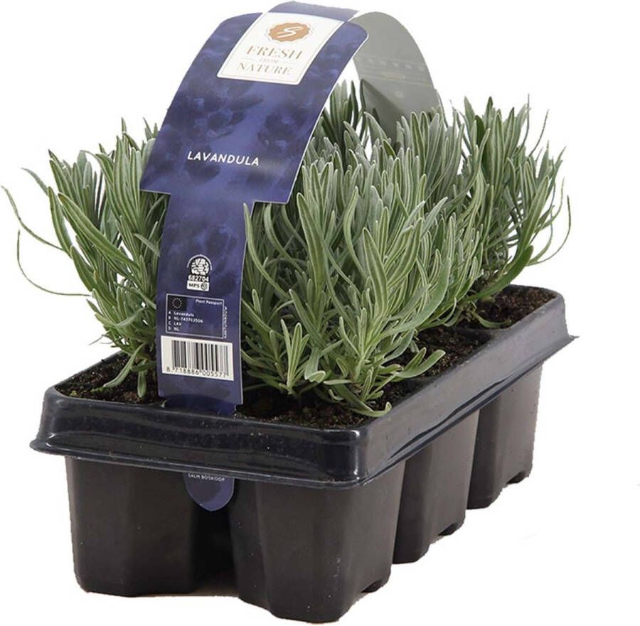 Bloomique 6-pack Lavandula Angustifolia Lavendel Heester Winterhard 15-20 cm