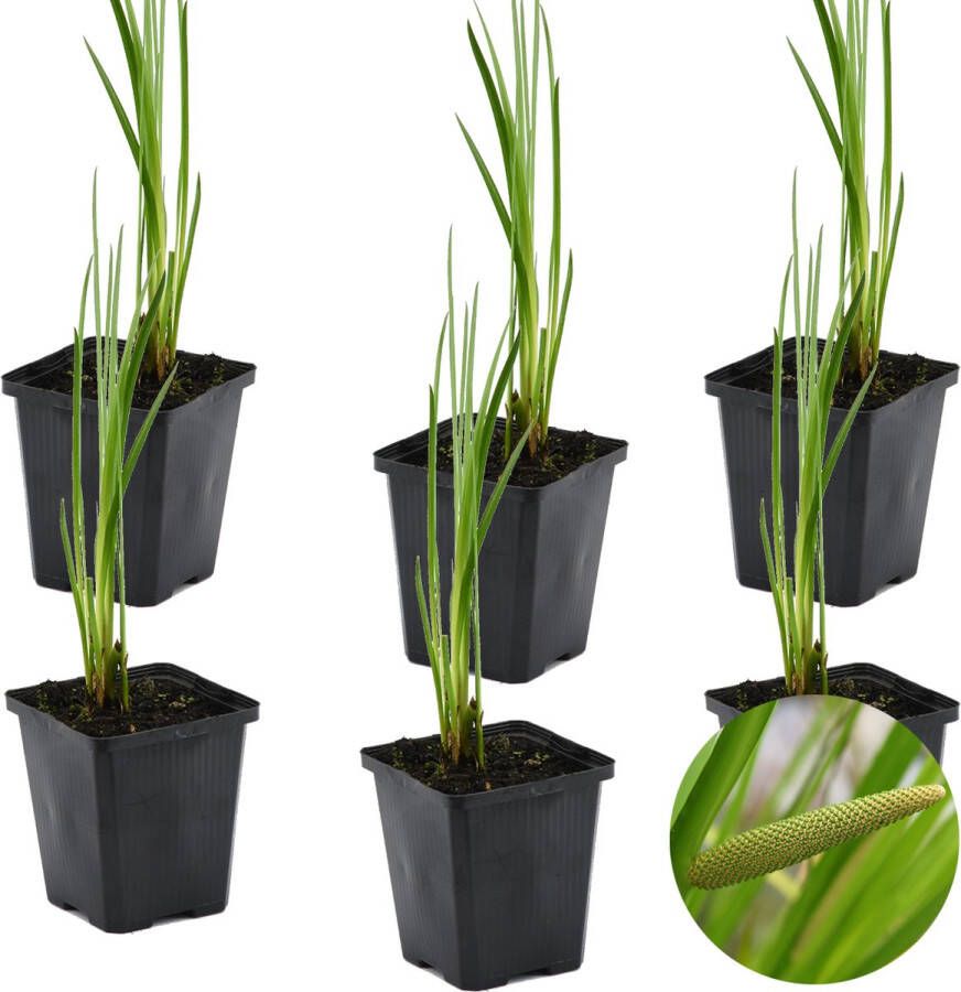 Bloomique 6x Acorus Calamus – Kalmoes – Vijverplant – Onderhoudsvriendelijk – Zone 2-3 – ⌀09cm 10-20 cm