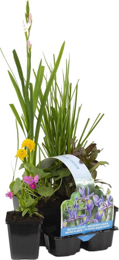 Bloomique 6x Bloeiende Vijverplanten Mix – Zone 2 & 3 – Onderhoudsvriendelijk ⌀9 cm 05-20 cm