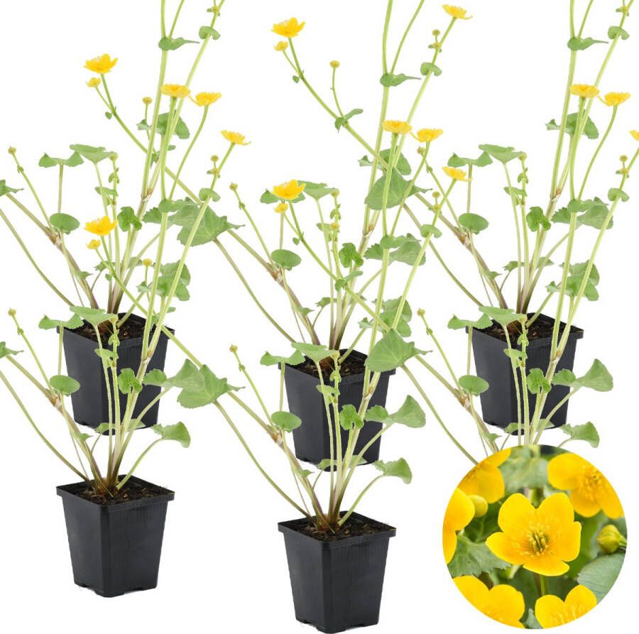 Bloomique 6x Caltha Palustris – Dotterbloem – Onderhoudsvriendelijk – Zone 1-2 – ⌀09cm 15-25 cm