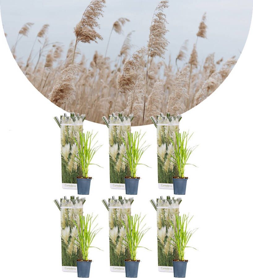 Bloomique 6x Cortaderia Selloana – Pampasgras – Siergrassen – Winterhard – ⌀9 Cm ↕15-20 Cm