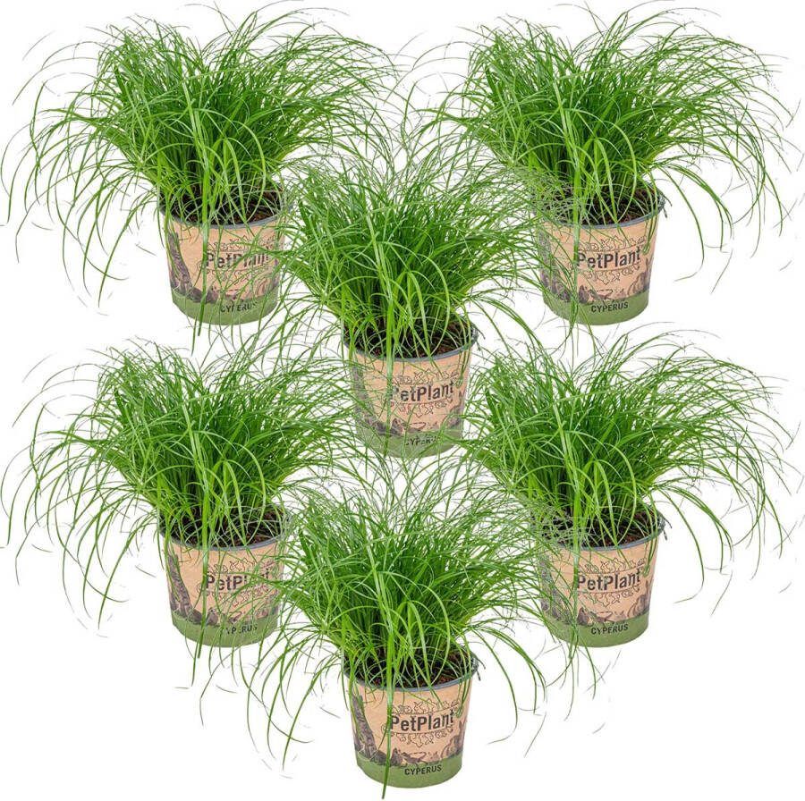Bloomique 6x Cyperus 'Zumula' Kattengras Kamerplant Huisdiervriendelijk ⌀12 cm 20-25 cm