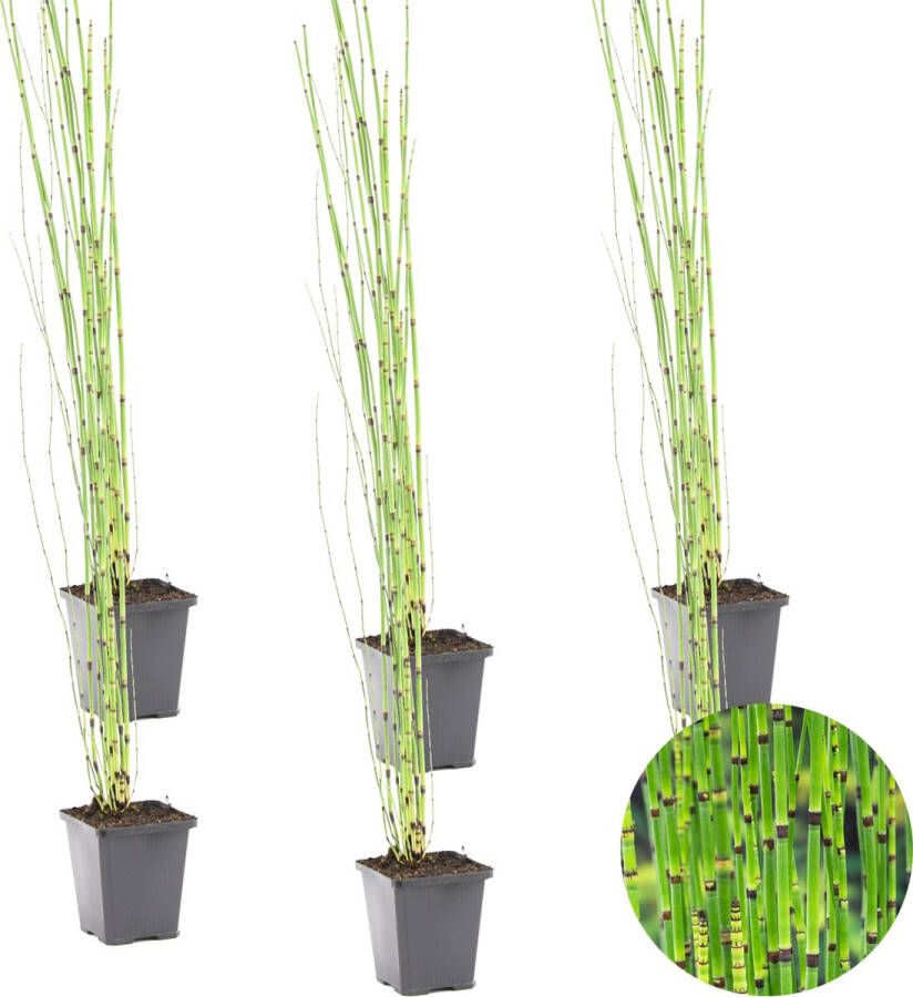 Bloomique 6x Equisetum Japonicum – Japanse Holpijp – Vijverplant – Onderhoudsvriendelijk – ⌀9 Cm ↕20-30 Cm