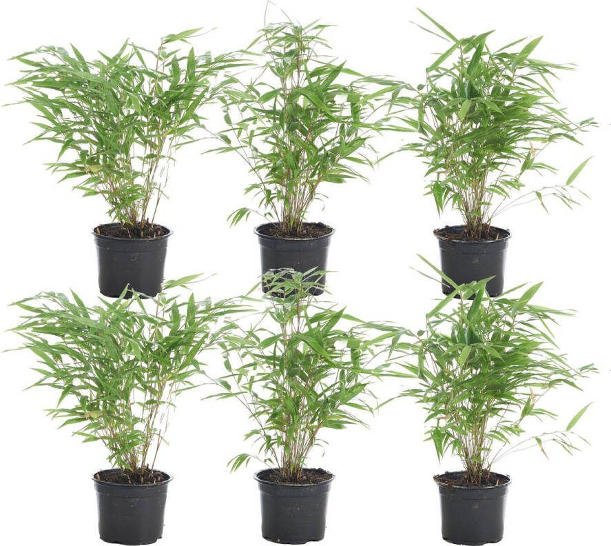 Bloomique 6x Fargesia Formidable – Bamboe – Tuinplant – Winterhard ⌀13 cm 30-40 cm