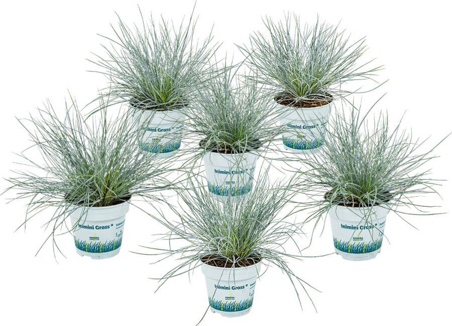 Bloomique 6x Festuca 'Compacta blue' Blauw zwenkgras Siergrassen Winterhard ⌀10.5 cm 15-20 cm