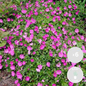 Bloomique 6x Geranium Sanguineum Bloedooievaarsbek Buitenplant Onderhoudsvriendelijk ⌀9 cm 10-15 cm