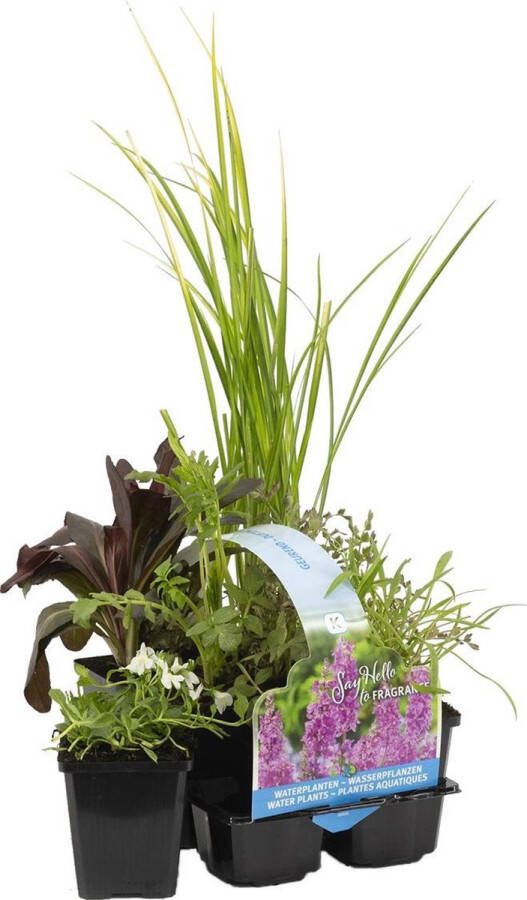 Bloomique 6x Geurende Vijverplanten Mix – Zone 2 & 3 – Onderhoudsvriendelijk ⌀9 cm 15-25 cm