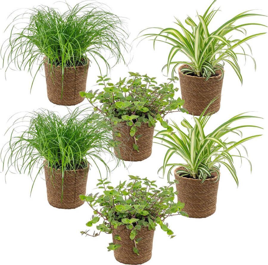 Bloomique 6x Huisdiervriendelijk Mix Incl. Zeegras Mand Huisdiervriendelijk ⌀12 cm -15-25 cm