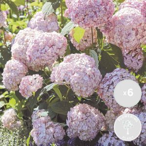 Bloomique 6x Hydrangea arborescens 'Candybelle Bubblegum' Hortensia Heester Winterhard ⌀9cm -20-25cm