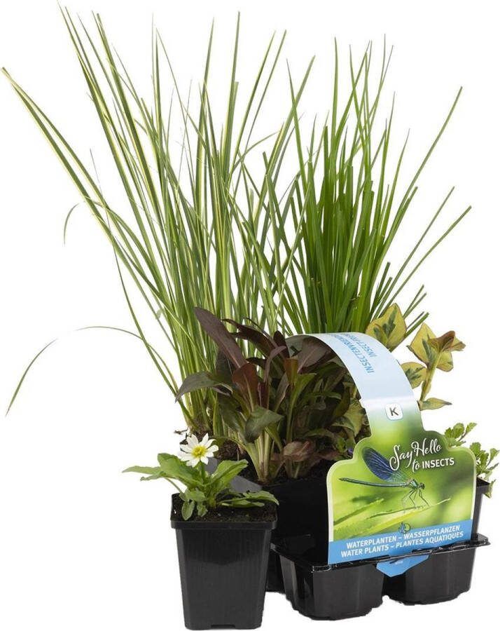 Bloomique 6x Insecten vriendelijke Vijverplanten Mix – Zone 2 & 3 – Onderhoudsvriendelijk ⌀9 cm 15-25 cm