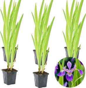 Bloomique 6x Iris 'Versicolor' – Wilde Iris – Vijverplant –Winterhard – ⌀9 cm 20-30 cm