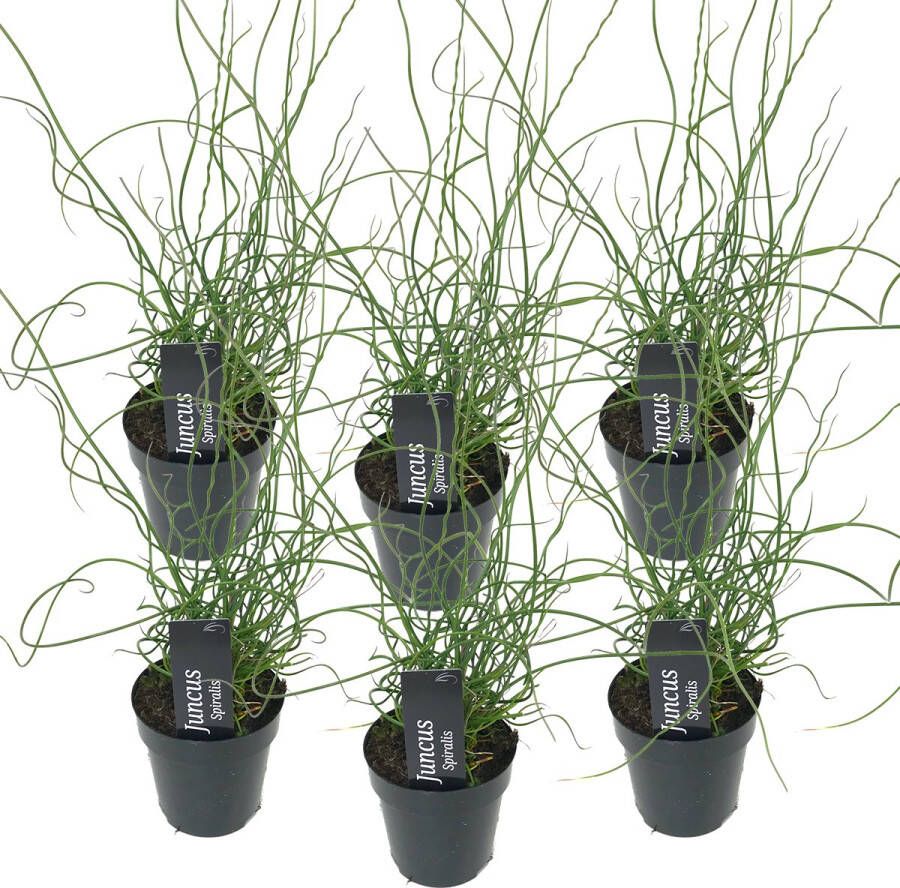 Bloomique 6x Juncus Spiralis – Kurkentrekkersgras – Onderhoudsvriendelijk – Zone 1 2 – ⌀9cm ↕30-40 Cm