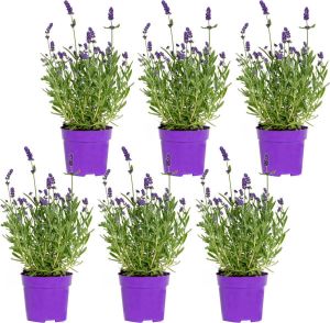 Bloomique 6x Lavandula angustifolia 'Ardèche Blue' – Lavendel – Heester – Winterhard – ⌀10 5 cm 10-15 cm
