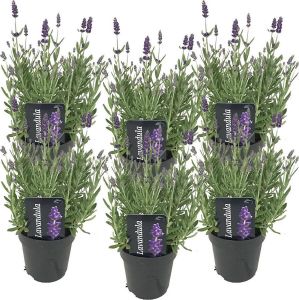 Bloomique 6x Lavandula angustifolia 'Ardèche' Lavendel Heester Winterhard ⌀12 cm 20-25 cm