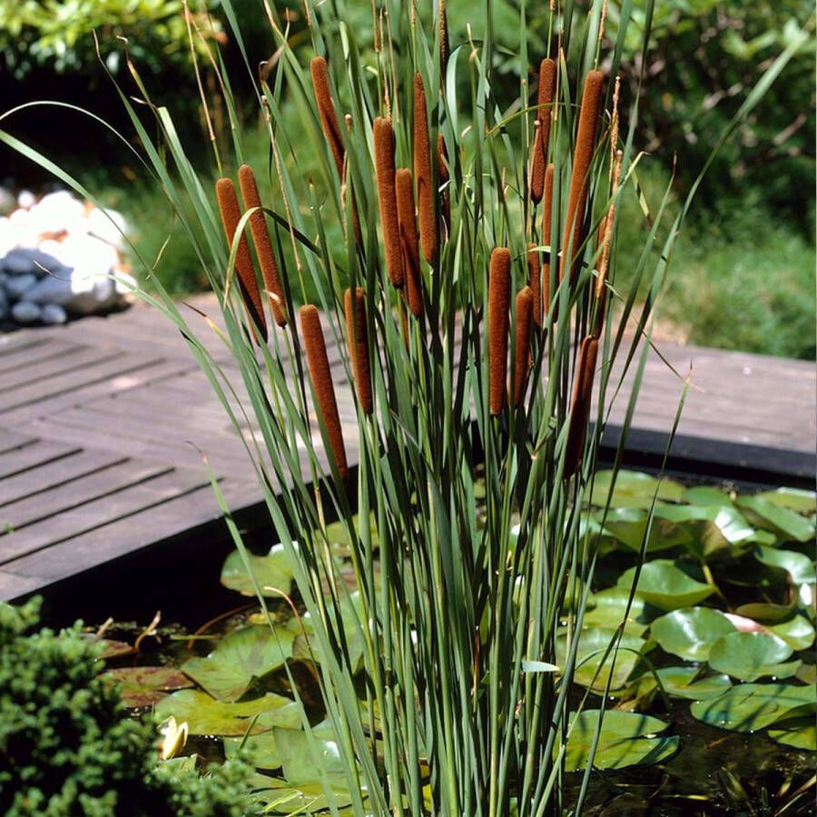 Bloomique Kleine Lisdodde | Typha 'Angustifolia' 6x Vijverplant in kwekerspot ⌀9 cm ↕15 cm