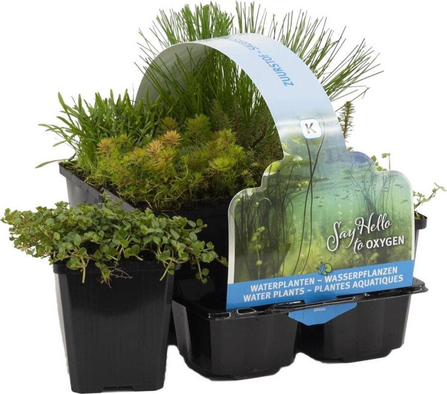 Bloomique 6x Zuurstofrijke Vijverplanten Mix –Zone 2 & 3 – Onderhoudsvriendelijk ⌀9 cm 15-25 cm