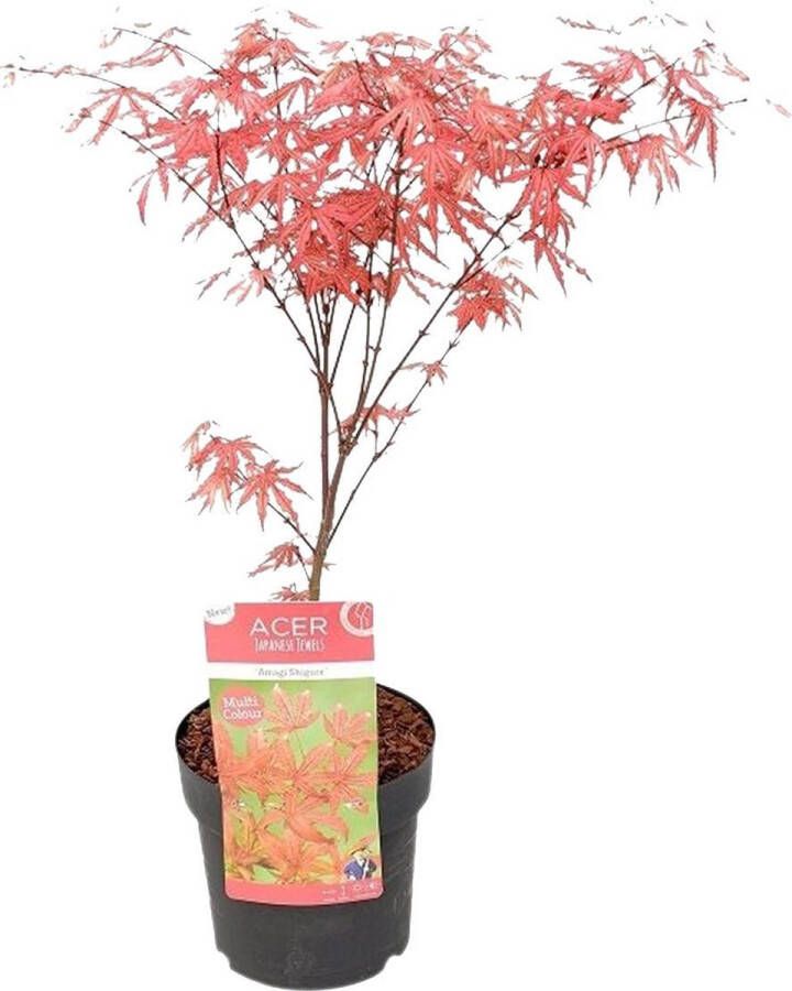 Bloomique Acer 'Amagi Shigure' – Japanse Esdoorn – Heester – Onderhoudsvriendelijk – ⌀ 13cm 25-35cm