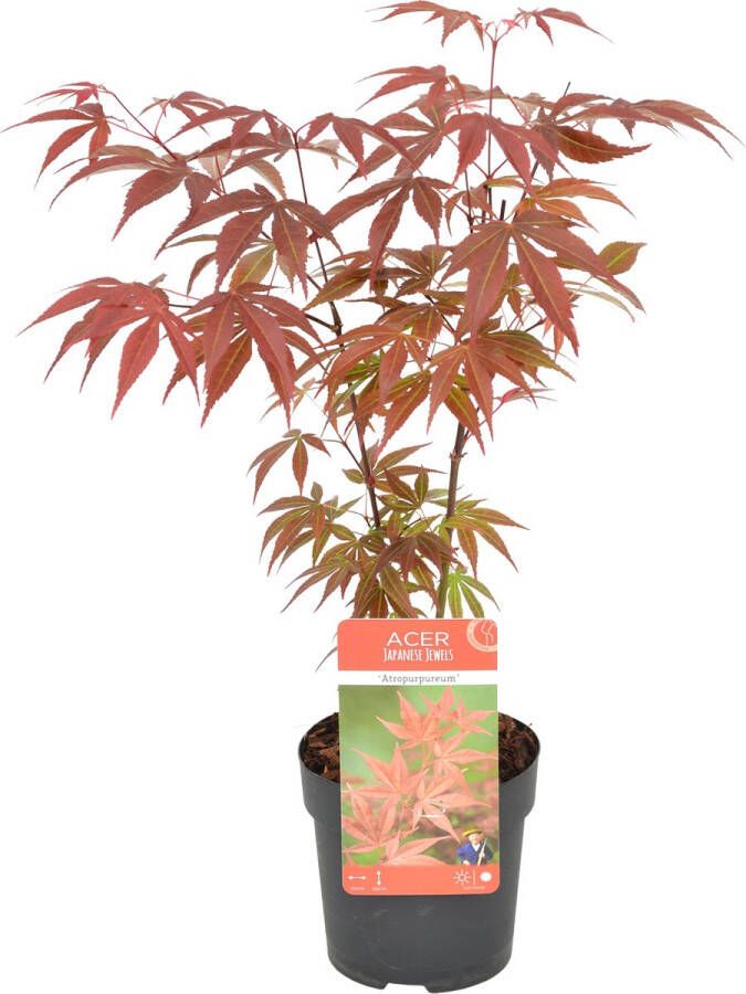 Bloomique Acer palmatum 'Atropurpureum' Japanse Esdoorn Heester Winterhard ⌀10 5 cm 25-30 cm