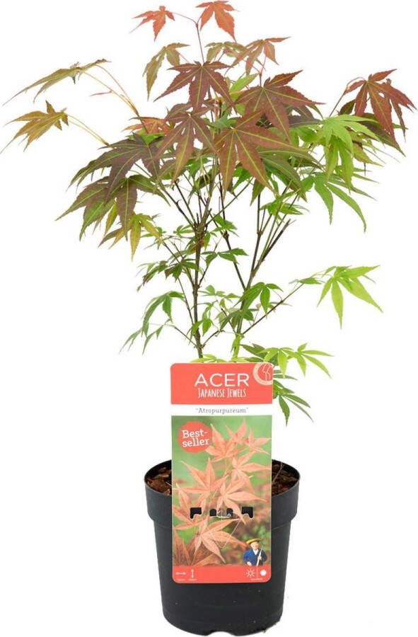 Bloomique Acer palmatum 'Atropurpureum' Japanse Esdoorn Heester Winterhard ⌀13 cm 25-35 cm