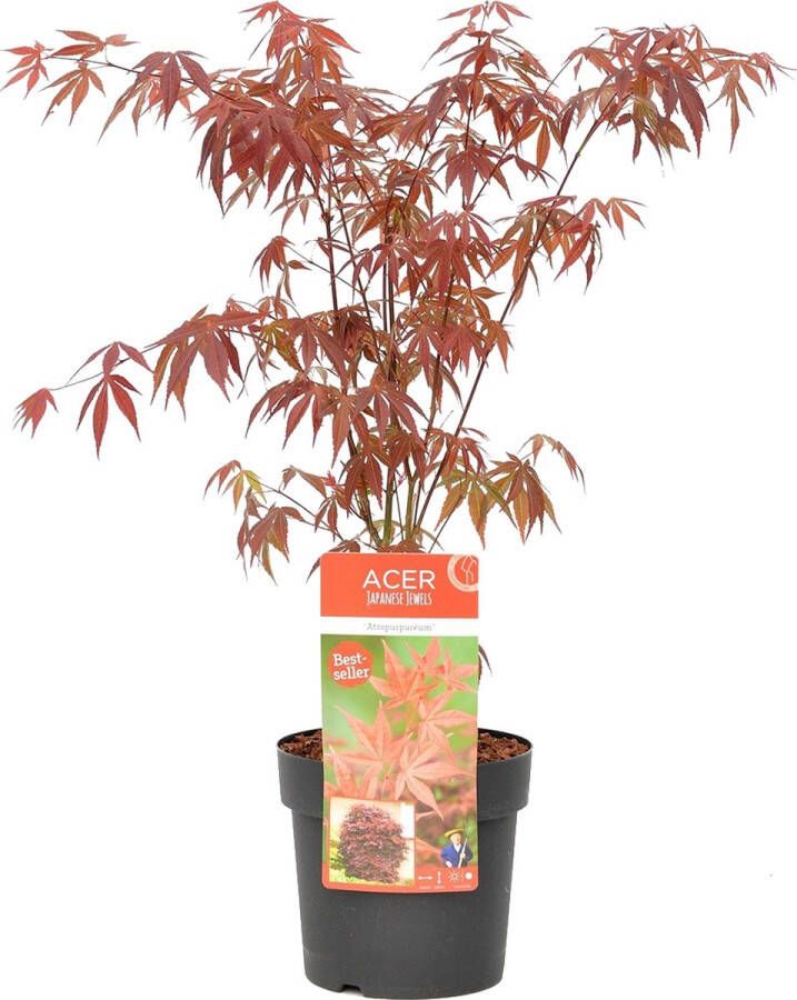Bloomique Acer palmatum 'Atropurpureum' Japanse Esdoorn Heester Winterhard ⌀19 cm 55-65 cm