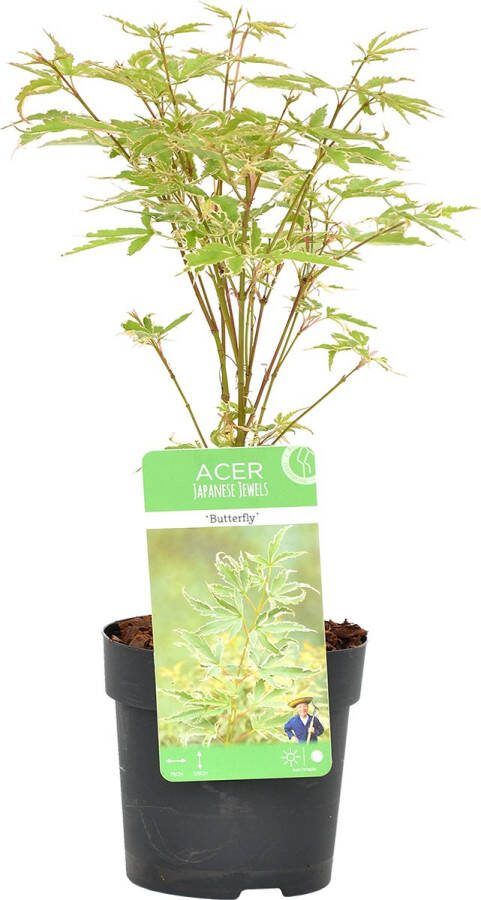 Bloomique Acer palmatum 'Butterfly' – Japanse Esdoorn – Heester – Winterhard ⌀10 5 cm 25-30 cm