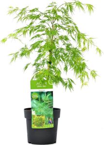 Bloomique Acer palmatum 'Dissectum'- Japanse Esdoorn Heester Winterhard ⌀19 cm 60-70 cm