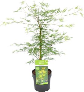 Bloomique Acer palmatum 'Emerald Lace' – Japanse Esdoorn – Heester Winterhard ⌀19 cm 60-70 cm