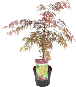 Bloomique Acer palmatum 'Garnet – Japanse Esdoorn – Heester Winterhard ⌀19 cm 50-60 cm