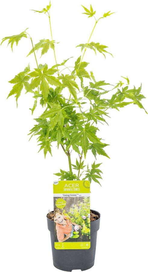 Bloomique Acer palmatum 'Going Green' – Japanse Esdoorn – Heester – Winterhard ⌀10 5 cm 25-30 cm