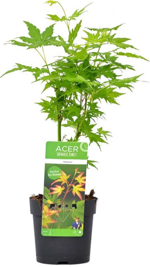 Bloomique Acer palmatum 'Going Green' – Japanse Esdoorn – Heester – Winterhard ⌀13 cm 20-25 cm