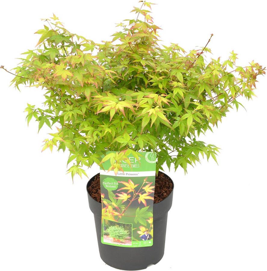 Bloomique Acer palmatum 'Little Princess' – Japanse Esdoorn – Heester Winterhard ⌀19 cm 40-50 cm