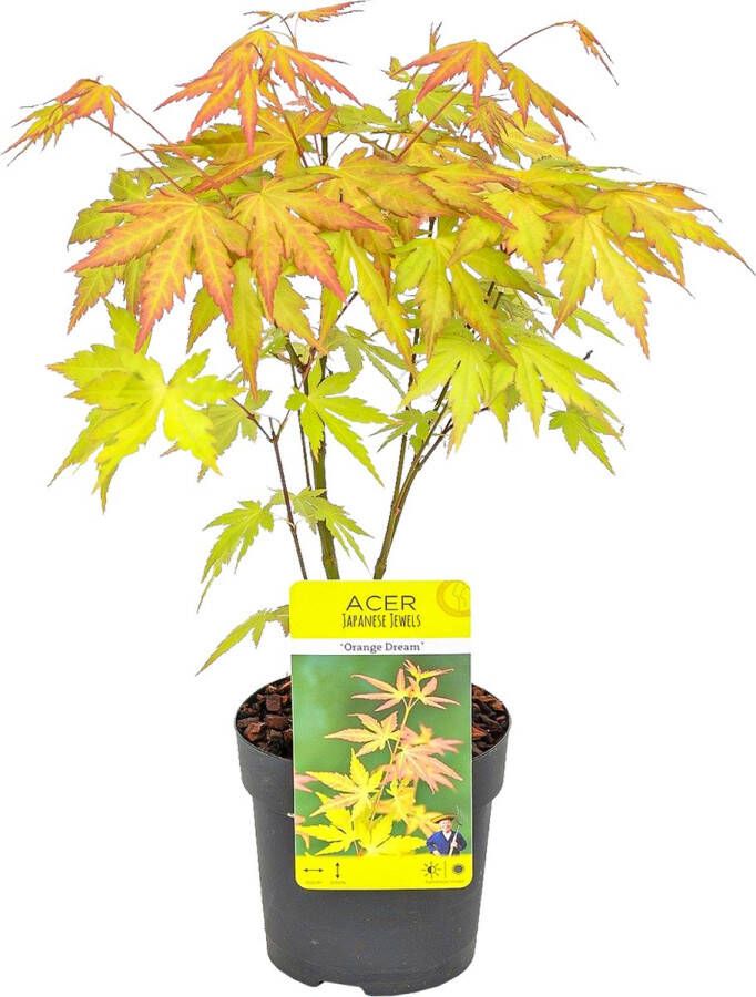 Bloomique Acer palmatum 'Orange Dream' Japanse Esdoorn Heester Winterhard ⌀10 5 cm 25-30 cm