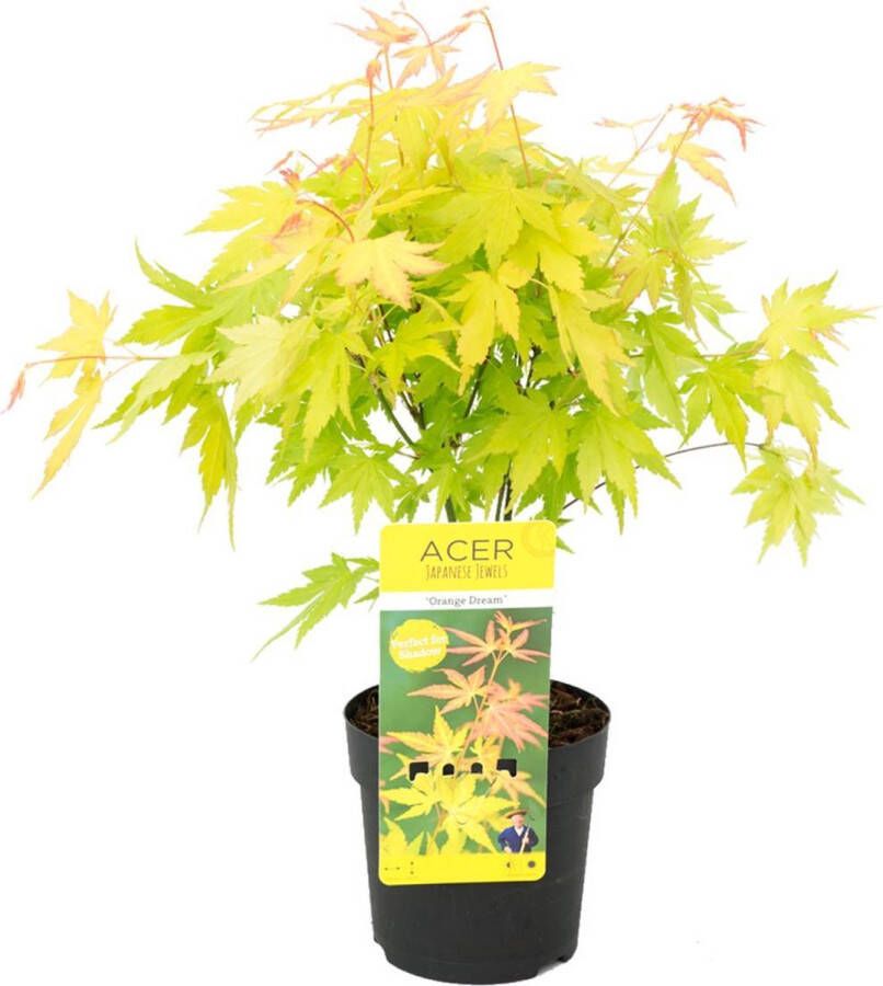 Bloomique Acer palmatum 'Orange Dream' Japanse Esdoorn Heester Winterhard ⌀13 cm 30-35 cm