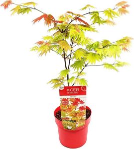 Bloomique Acer shirasawanum 'Moonrise' Japanse Esdoorn Heester Winterhard ⌀19 cm 40-50 cm