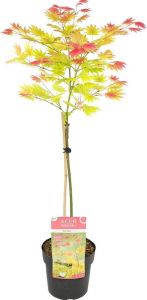 Bloomique Acer shirasawanum 'Moonrise' stam Japanse Esdoorn Heester Winterhard ⌀19 cm 80-100 cm