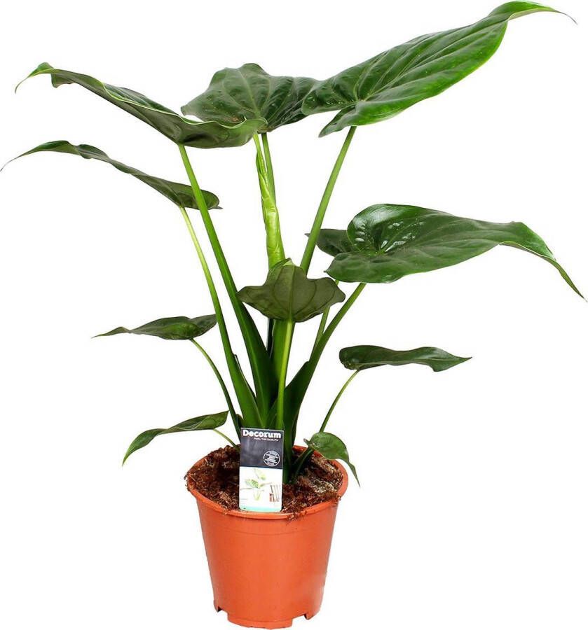Bloomique Alocasia 'Cucullata' | Olifantsoor Kamerplant in kwekerspot ⌀19 cm ↕55-65 cm