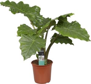 Bloomique Alocasia 'Portadora' | Olifantsoor Kamerplant in kwekerspot ⌀21 cm ↕80-90 cm
