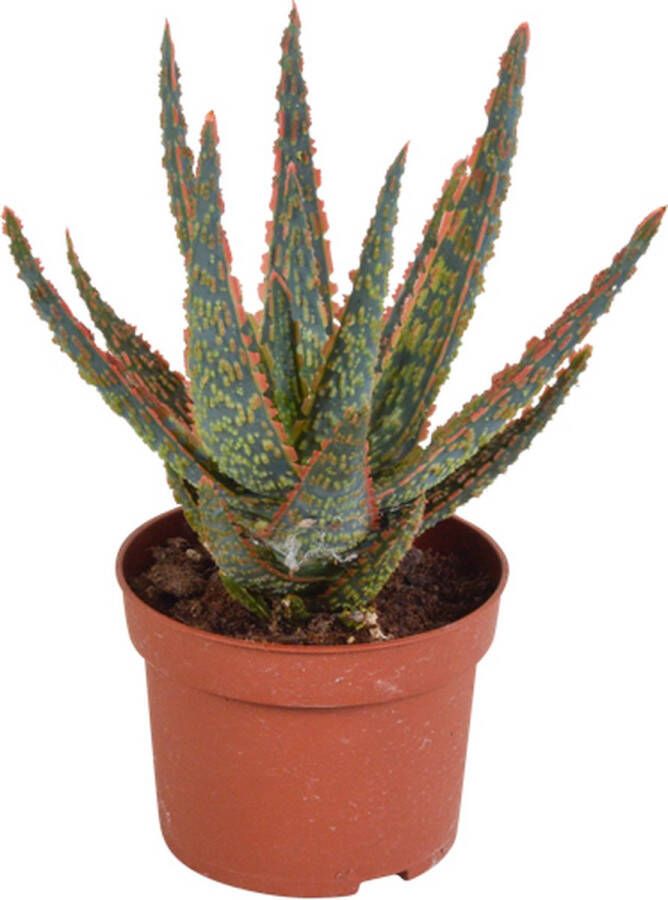 Bloomique Aloë Zebrina Dannyz | Succulent Per Stuk Kamerplant ⌀10.5 ↕20 cm