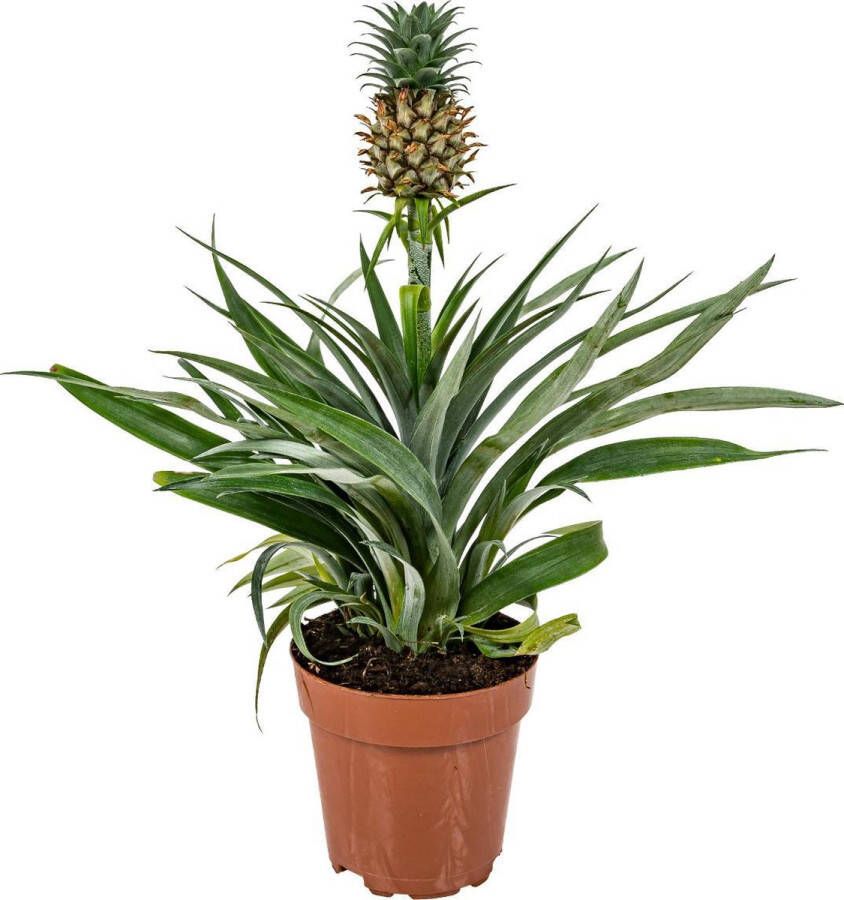 Bloomique Ananas comosus 'Mi Amigo' – Ananasplant – Kamerplant – Onderhoudsvriendelijk – ⌀12 cm – 30-35 cm