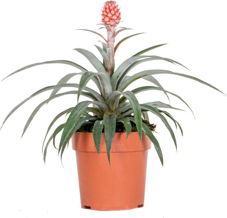 Bloomique Ananas comosus 'Rosita' – Ananasplant – Kamerplant – Onderhoudsvriendelijk – ⌀12 cm – 25-30 cm