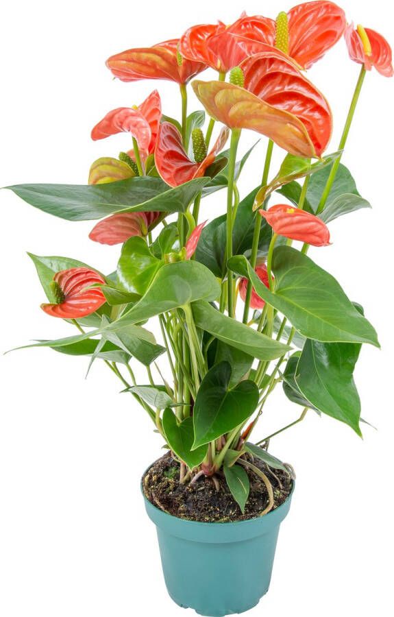 Bloomique Anthurium 'Aristo' Oranje – Flamingoplant Kamerplant Onderhoudsvriendelijk ⌀12 cm 30-40 cm