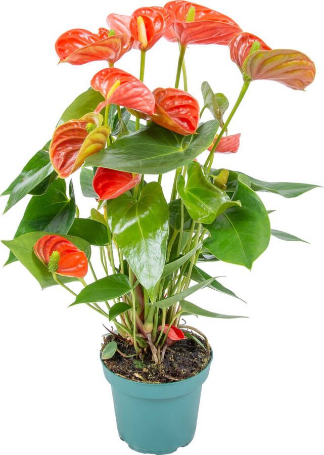 Bloomique Anthurium 'Aristo' Oranje – Flamingoplant Kamerplant Onderhoudsvriendelijk ⌀14 cm 45-55 cm
