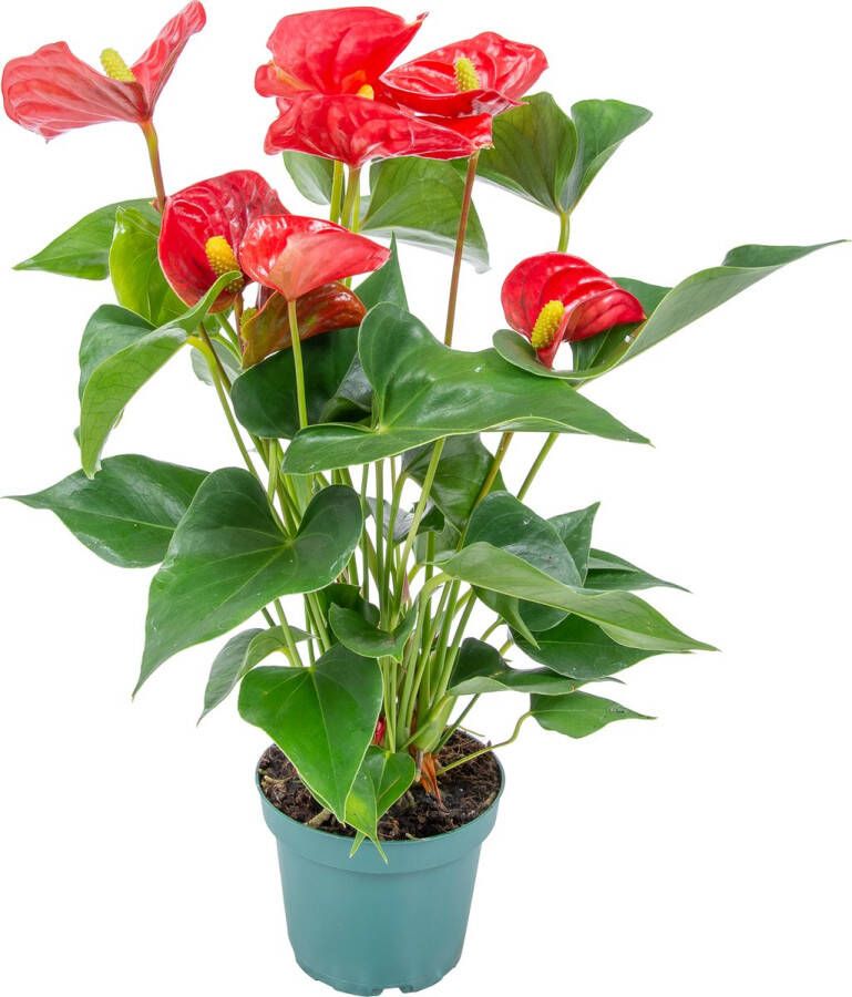 Bloomique Anthurium 'Aristo' Rood– Flamingoplant Kamerplant Onderhoudsvriendelijk ⌀12 cm 30-40 cm