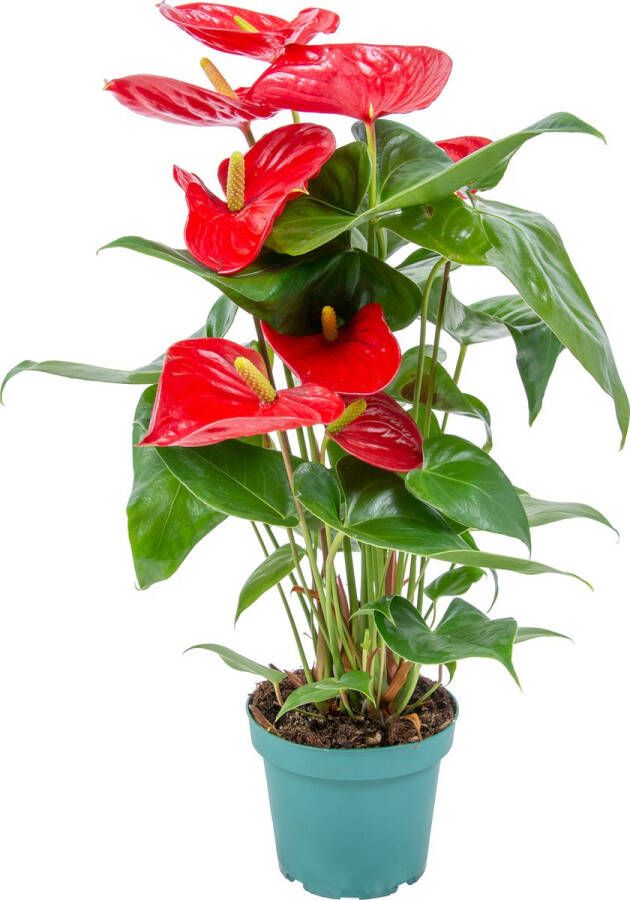 Bloomique Anthurium 'Aristo' Rood Flamingoplant Kamerplant Onderhoudsvriendelijke plant voor binnen ⌀14 cm 45-55 cm