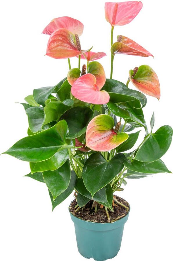 Bloomique Anthurium 'Aristo' Roze Flamingoplant Kamerplant Onderhoudsvriendelijke plant voor binnen ⌀12 cm 30-40 cm