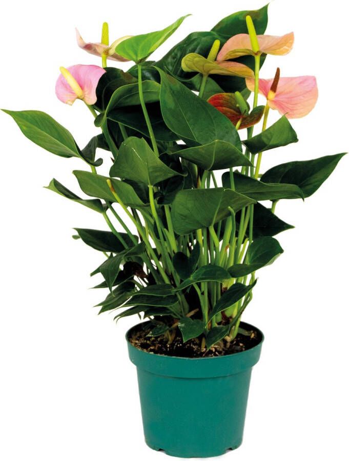 Bloomique Anthurium 'Aristo' Roze – Flamingoplant Kamerplant Onderhoudsvriendelijk ⌀14 cm 45-55 cm