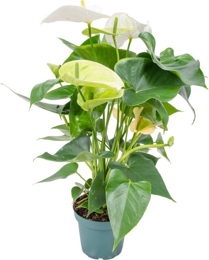 Bloomique Anthurium 'Aristo' Wit – Flamingoplant Kamerplant Onderhoudsvriendelijk ⌀12 cm 30-40 cm