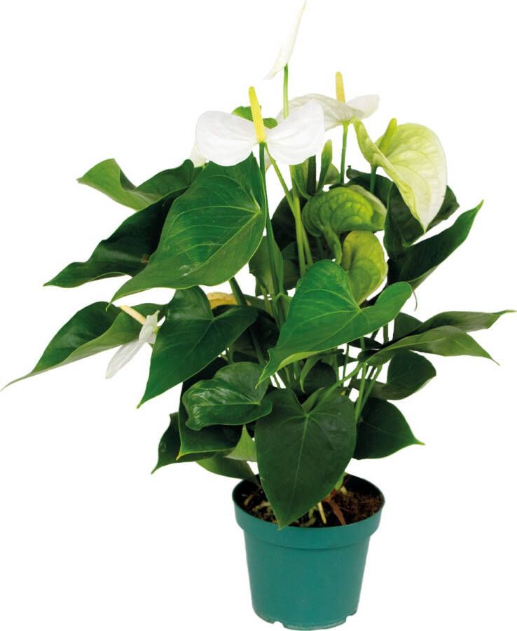 Bloomique Anthurium 'Aristo' Wit – Flamingoplant Kamerplant Onderhoudsvriendelijk ⌀14 cm 45-55 cm